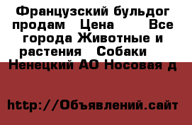 Французский бульдог продам › Цена ­ 1 - Все города Животные и растения » Собаки   . Ненецкий АО,Носовая д.